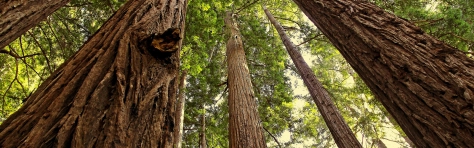 EUDR-Anforderungen umsetzen – Herausforderungen und Erfolgsfaktoren