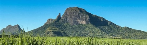 fili di prato in primo piano con montagna verde sullo sfondo