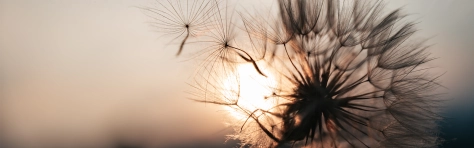 header - blog - edito Virginie Chauvin