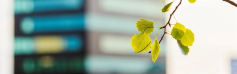 rametto con foglie in primo piano con sfondo sfocato di palazzo