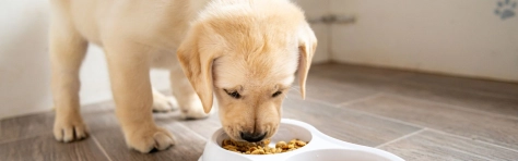 Dog drinking from bowl