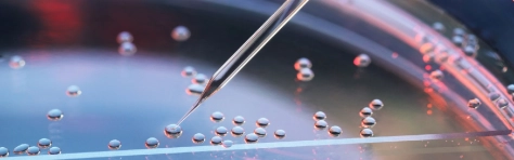 Stem cell research, nuclear transfer being carried out on several embryonic stem cells for cloning