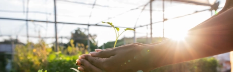 Hands holding plant over soil land, sustainability.