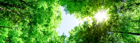 raggi del sole che spuntano da degli alberi ripresi dal basso di una foresta