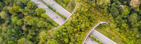 Bridge of trees with cars on road underneath