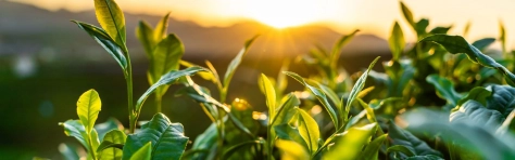 Sustainable Finance Policy Tracker