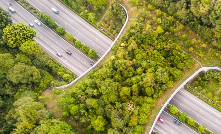 Bridge of trees with cars on road underneath