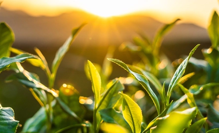 Promoting a sustainable supply chain