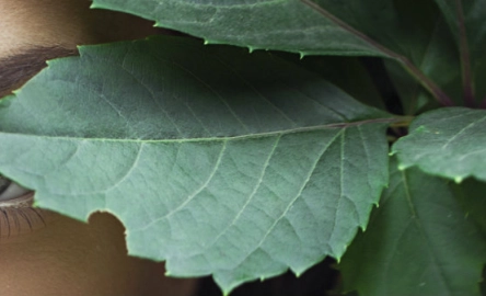 Luxury Survey 1086x336