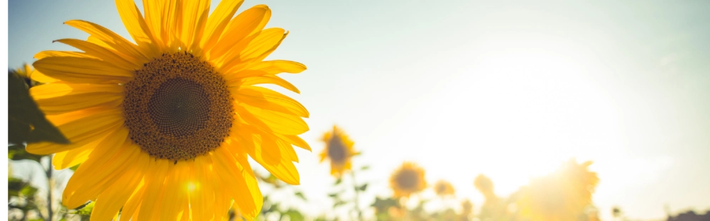 a15fea2b2453-Sun-flower_Summer-2026_1600x500.png.webp