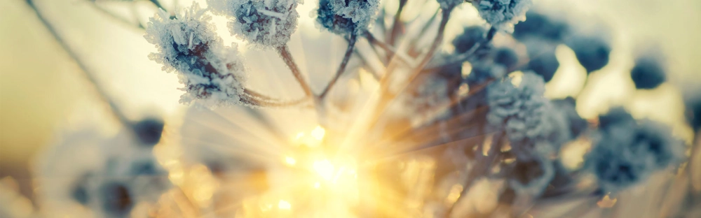 4c87f52dcd64-a-year-end-message-website.jpg.webp 4c87f52dcd64-a-year-end-message-website.jpg.webp