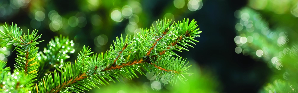 817aa9b8bdfb-Year-end-CEO-message-2020.jpg.webp 817aa9b8bdfb-Year-end-CEO-message-2020.jpg.webp