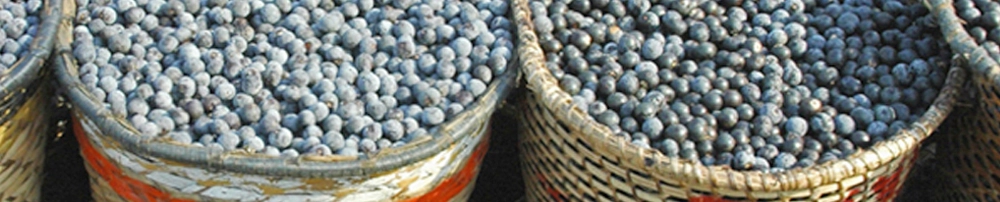 3a1d7eed9f26-Food-Beverage1-1086x202.jpg.jpg.webp 3a1d7eed9f26-Food-Beverage1-1086x202.jpg.jpg.webp