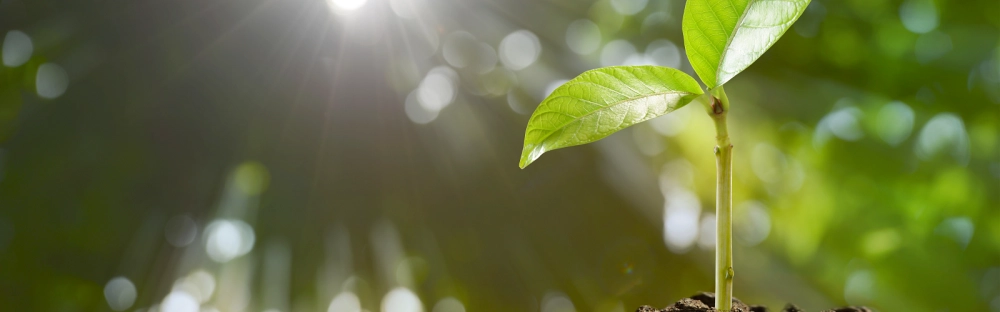 37f98e44a024-mazars-expansion-blog-image-plant-v2.png.webp 37f98e44a024-mazars-expansion-blog-image-plant-v2.png.webp