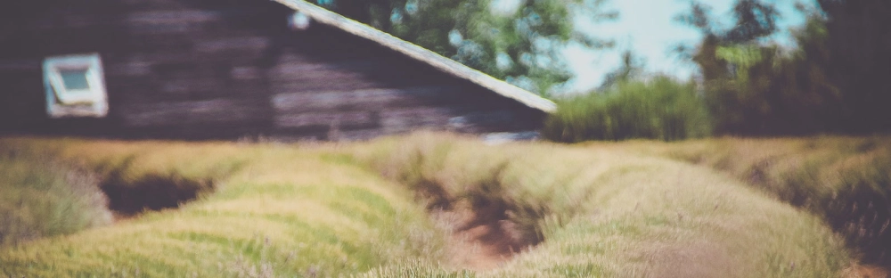 005259cff654-Small-Farm-Small-Grant-1600x500.jpg.webp 005259cff654-Small-Farm-Small-Grant-1600x500.jpg.webp