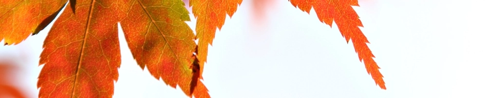 159e151fc967-Knaek-Cancer_Autumn_1086x202.jpg.webp