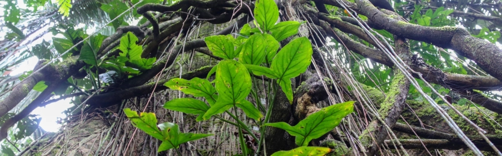 500480a8a188-Sustainability-Jungle-Header-1600x500.jpg.webp 500480a8a188-Sustainability-Jungle-Header-1600x500.jpg.webp