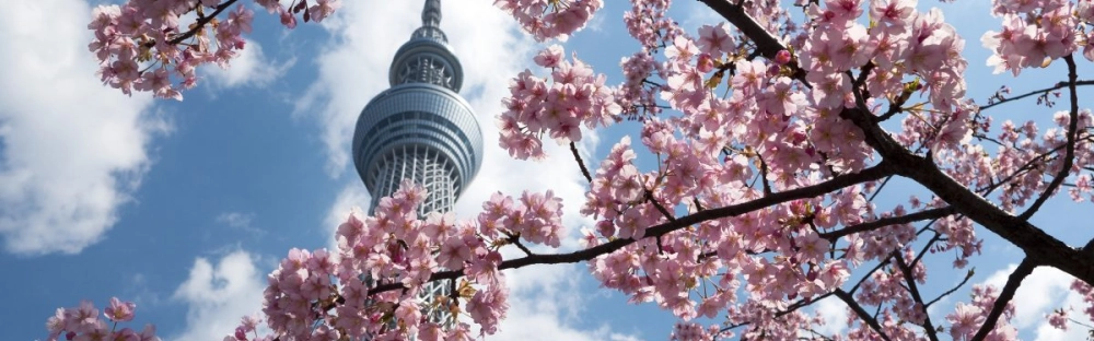 e9eb2f0b9f8f-sakura_building.jpg.webp e9eb2f0b9f8f-sakura_building.jpg.webp