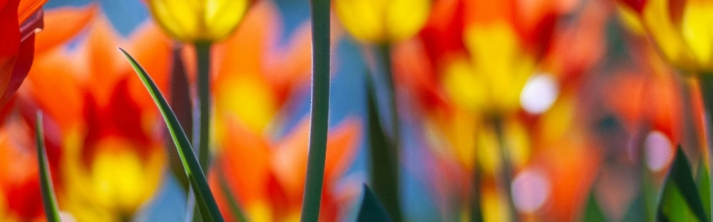 f7d545709daf-Cover_iwd-interview.jpeg.webp f7d545709daf-Cover_iwd-interview.jpeg.webp