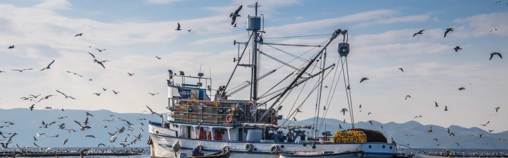 2c2540f9dd2f-pesca.jpg.webp 2c2540f9dd2f-pesca.jpg.webp