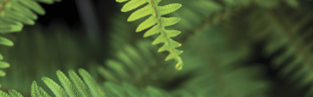 0a114f4ffdc8-Suerdueruelebilirlik-Hizmetleri_Editorial.jpg.webp 0a114f4ffdc8-Suerdueruelebilirlik-Hizmetleri_Editorial.jpg.webp