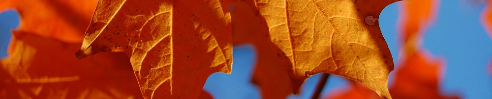 0b2a65813ec6-Autumn_leaves_orange_blue_sky_AS2014-B2.jpg.webp