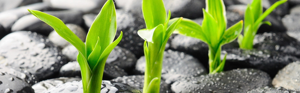 4aa2cc022762-Growth_green_shoots_among_stones-B1.jpg.webp 4aa2cc022762-Growth_green_shoots_among_stones-B1.jpg.webp