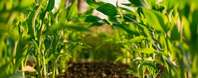 a7a918a331f1-Going-green-on-Energy.png a7a918a331f1-Going-green-on-Energy.png