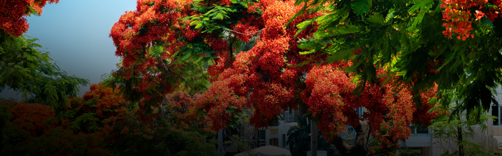 b83f1c7c084e-Tel-Aviv-Rothschild-Blvd-trees-flowers-nature-header-1600x700.jpg