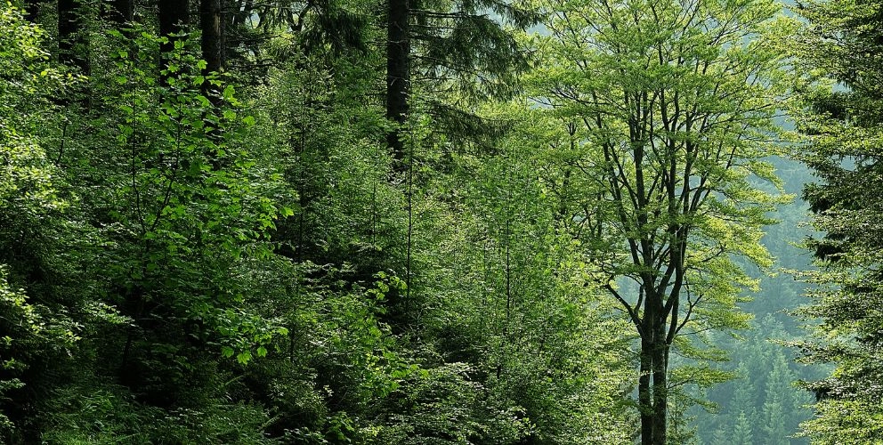 Welche Unternehmen sind von der EU-Entwaldungsverordnung betroffen?