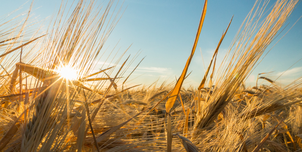 Lump-sum payment in agriculture and forestry