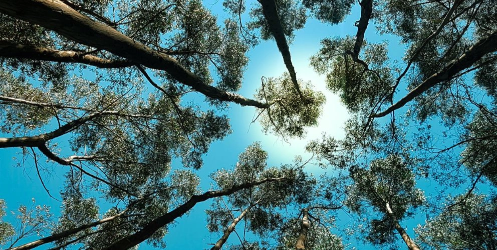 ESRS: Acting on the basis of the European Sustainability Reporting Standards