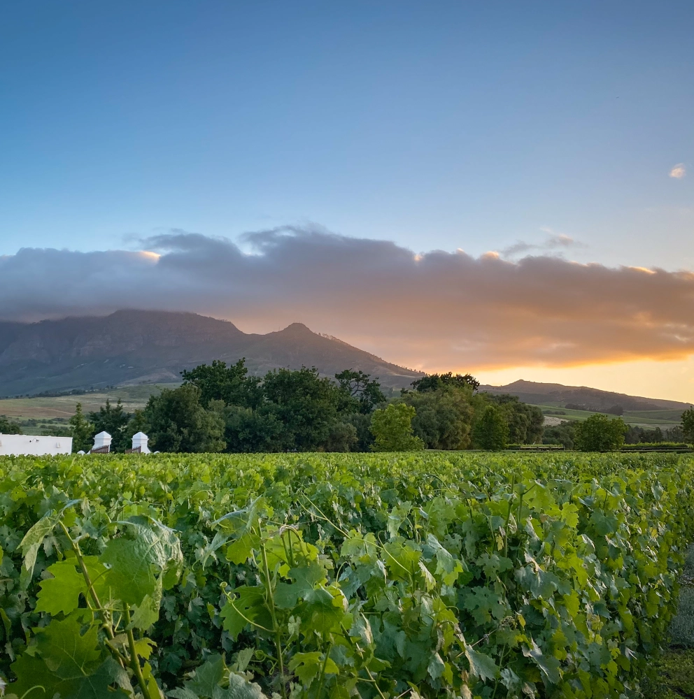 Umsatzsteuerlich getrennte Behandlung von Ehegatten und Ehegattinnen Umsatzsteuerlich getrennte Behandlung von Ehegatten und Ehegattinnen