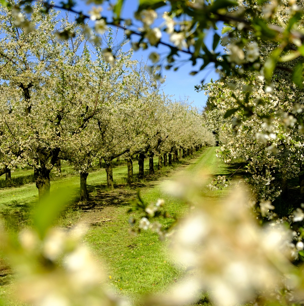 Welche Steuern fallen beim Waldverkauf an? Welche Steuern fallen beim Waldverkauf an?