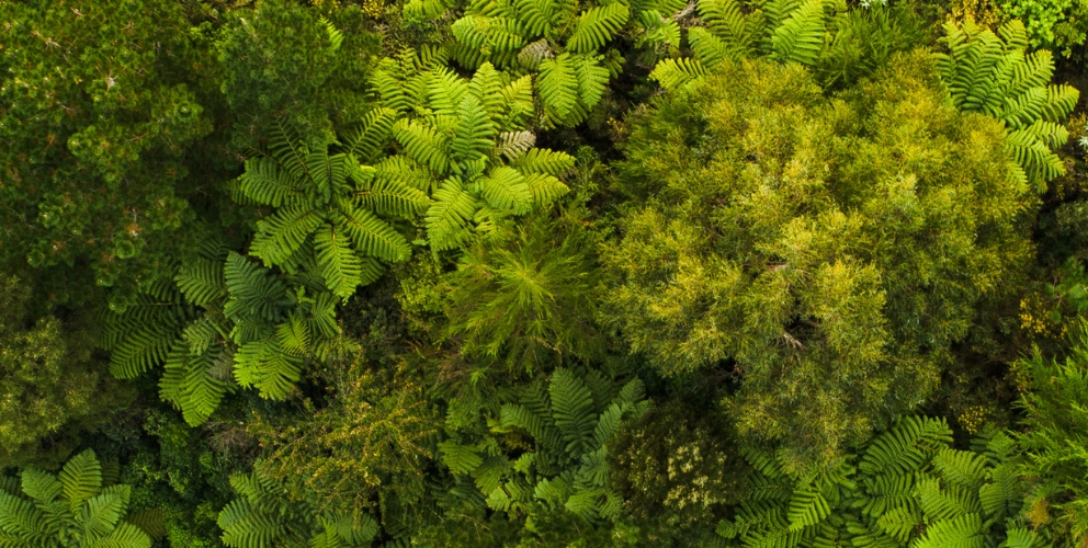 Mazars Austria veröffentlicht den ersten Nachhaltigkeitsbericht