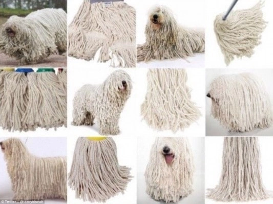 Image illustration avis d'expert vision artificielle (1).jpg