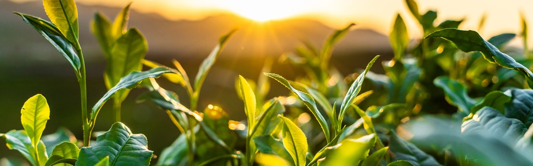 Promoting a sustainable supply chain