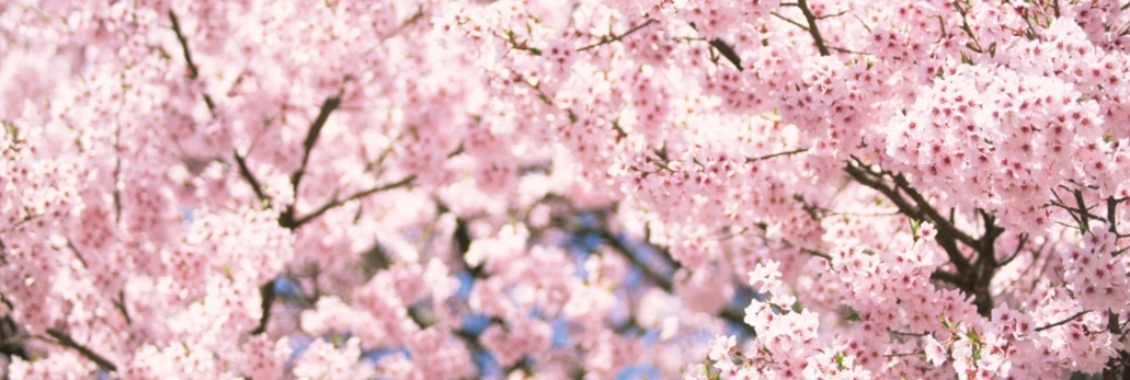 Sakura_Webpage