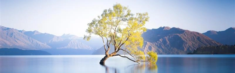 un albero in mezzo al mare con nello sfondo delle montagne