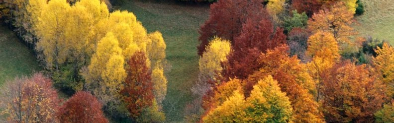 view dall'alto di un bosco con colori autunnali