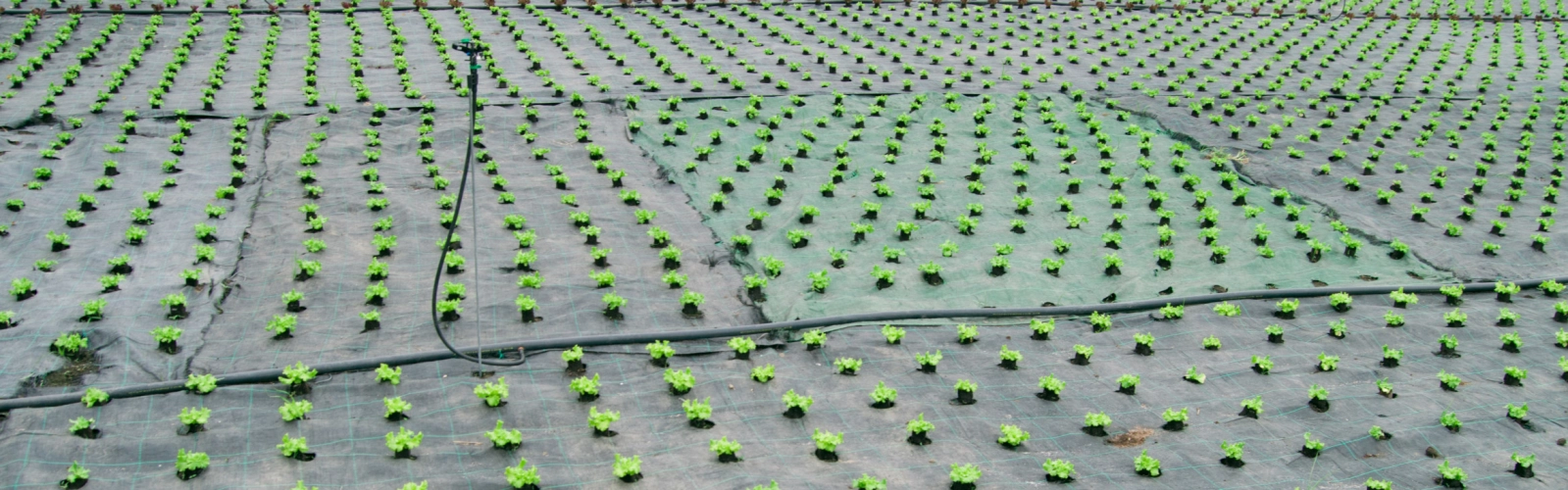 Sustainability 3 1600 per 500.jpg
